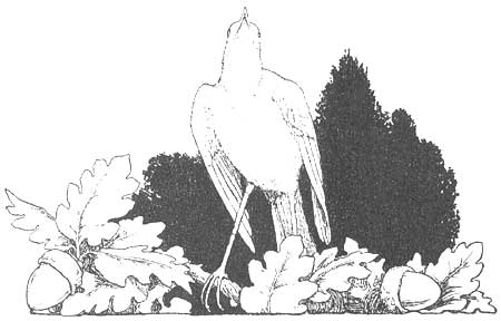 W. Heath Robinson's Nightingale 