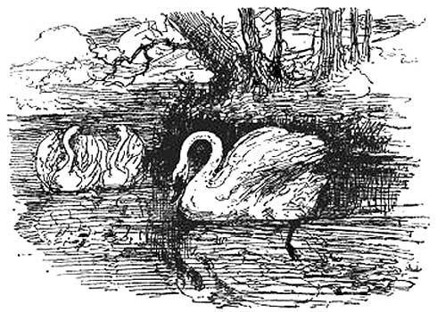 A. W. Bayes' Ugly Duckling