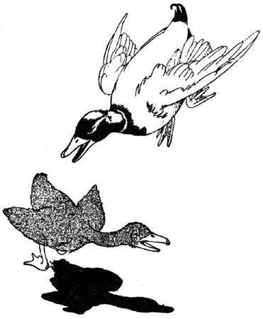 Charles Robinson's Ugly Duckling