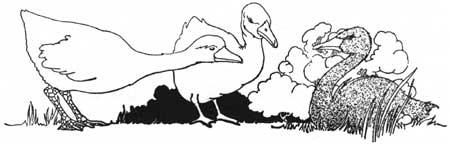 Charles Robinson's Ugly Duckling